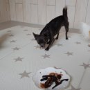 똥강아지 수제간식 이미지