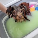 도그루밍 이미지