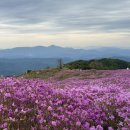 황매산 철쭉제 | 황매산 철쭉제 생생후기 | 인생샷 건질 수 있는 타이밍은 지금
