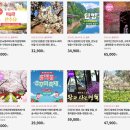 로망스 | 광양 매화축제 개화 상황과 현장 후기 로망스투어 당일여행