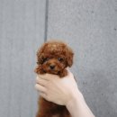 하남강아지 이미지