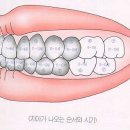 영구치 나는 순서 이미지