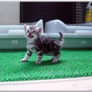 우리집 강아지 이미지