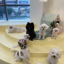 하이까미 | 시설 좋은 애견유치원[하이까미]에서 맞춤 케어로 믿고 맡겼어요!