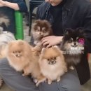 메르시몽프레 포메분양&애견카페 이미지