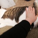 착한 고양이 이미지