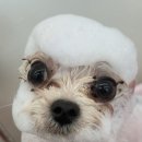 멍멍컷 이미지