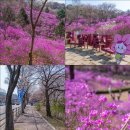 동산아파트입구31850) | 부천 원미산 진달래 축제 실시간 진달래 동산 명소