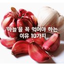 마늘'을 꼭 먹어야 하는 이유 10가지 이미지