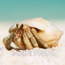 건강교실-자연면역력 키우기 | 🐚 소라게 키우기, 30년 장수의 비결은? 초보 집사를 위한 관찰 포인트와 사육 꿀팁