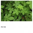 약초드림