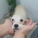 다정한 개아빠 이미지