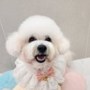 펫러버 그루밍 이미지