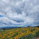 (주)해바라기 | 함안 강주 해바라기 축제 26.06.21 방문 후기