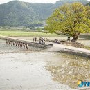 느티나무(주) 이미지