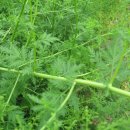 약용작물센터 이미지