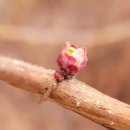 봄의 기운, 조팝나무 꽃눈 이미지