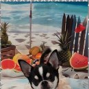 펫러버 그루밍 이미지