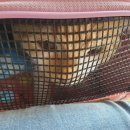 둘레길동물병원 이미지