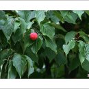 계수나무 - 달서구 상인동 | 계수나무