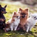 공감애견학교 이미지