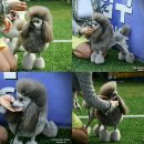한국참피온 이미지