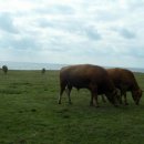 종우목장 이미지