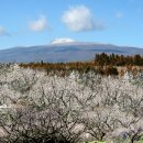 매화목장 이미지