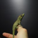 스네이크시티