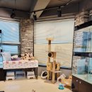 왕십리 고양이 위너펫 24시 | 근처 가까운 고양이분양(입양)샵 위너펫 레드골드...하게 된 이야기(왕십리, 마장동, 도선동, 답십리...