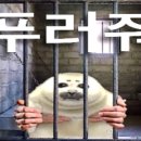 카페디아트
