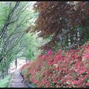 도장공원길 이미지