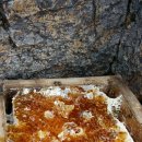 박진옥농장 이미지