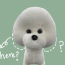 댕댕미용 이미지