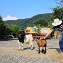 동화야영장 이미지