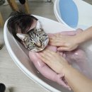 [육아용품 리뷰]촉촉한 리아솜 아기 저자극 올인원워시 찐 사용후기
