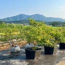 길상농장 | [강화도 체험농장 / 시골농부농원] 블루베리 수확 체험 강화도 가족 여행 코스 주말 농장 아이와 함께...