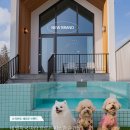 DOG채 애견스테이 | [신규] 네 발자국 따라 흐르는 따스한 순간들 DOG채 스테이 풀빌라