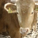 안정축산 이미지