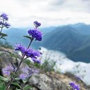 소나무와 호수 이미지