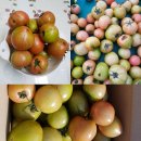 대저토마토 판매합니다(4) 이미지