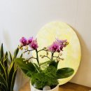 신월동170 이미지