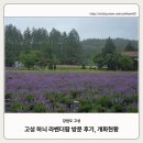 개화강원 | 강원 고성 하늬 라벤더팜 실시간 개화 현황, 방문후기_26.06.20