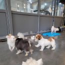 혼자두면 장판뜯어서 차린 개카페 이미지