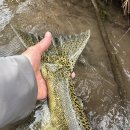킹새먼 잡아보기 (Chinook salmon) 이미지