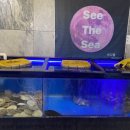 씨더씨(SEE THE SEA) 이미지