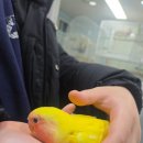 펠리스 | 부천 앵무새 분양 업체 체험 버드펠리스 후기