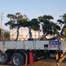 좋은소나무 이미지