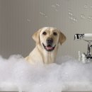 샤워하는 강아지 이미지