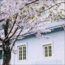 불광천(신응교) 공중화장실 | &lt;서울 벚꽃&gt; 서울 벚꽃 명소 🌸 연남동 경의선 숲길 불광천 대흥역 벚꽃